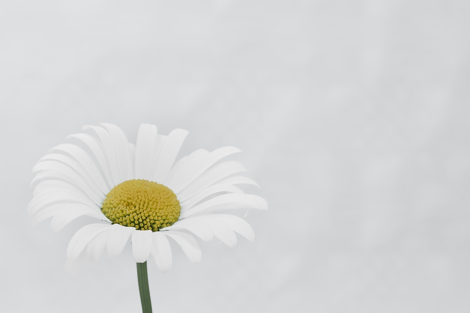 Beautiful flower yellow flower pink daisy