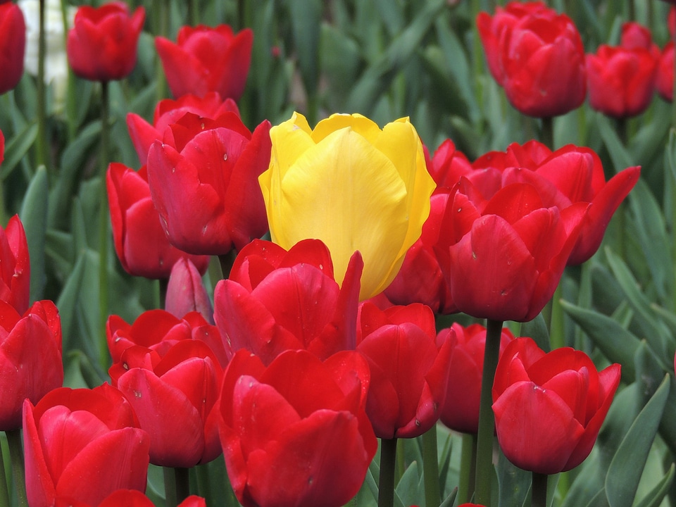Tulip center team