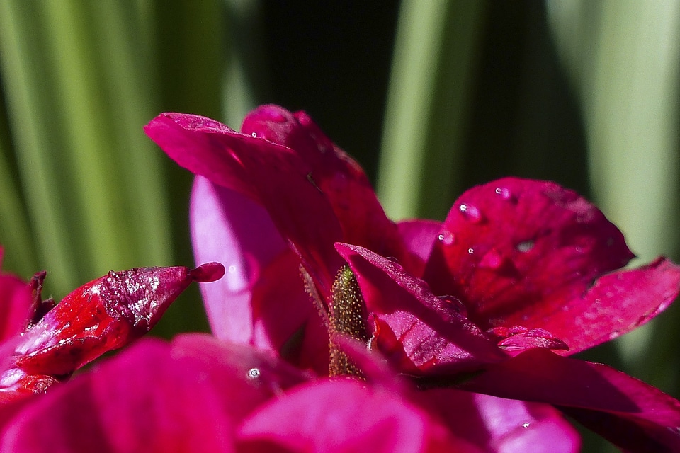 Garden plant macro