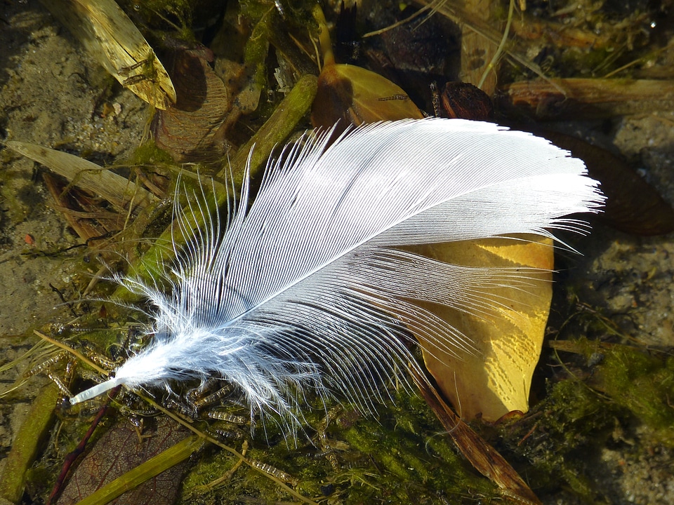 Close up white bird