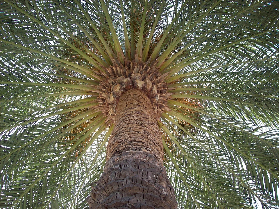 Tree vacations ibiza photo