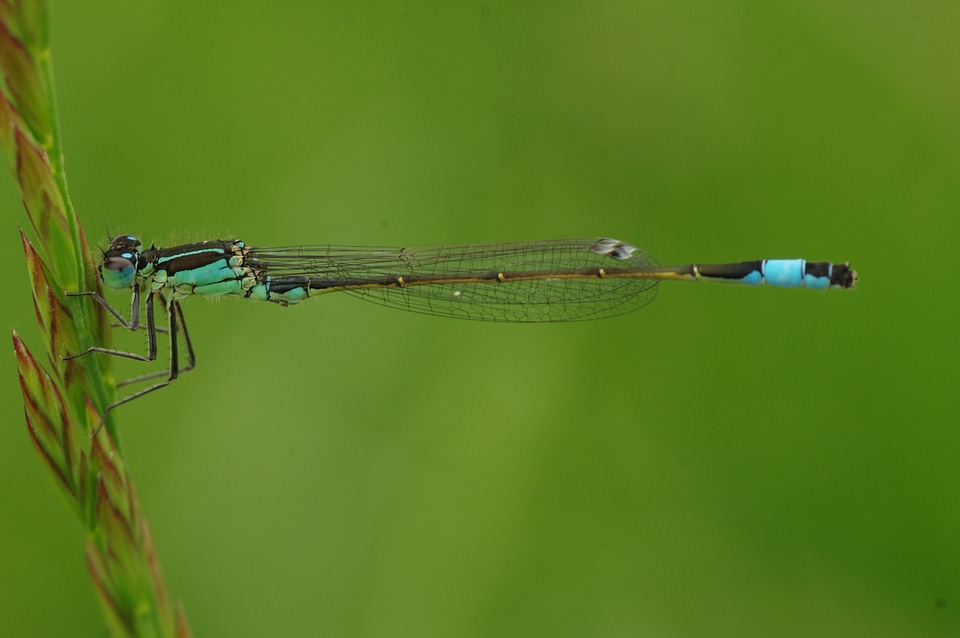 Blue dragonfly close up macro
