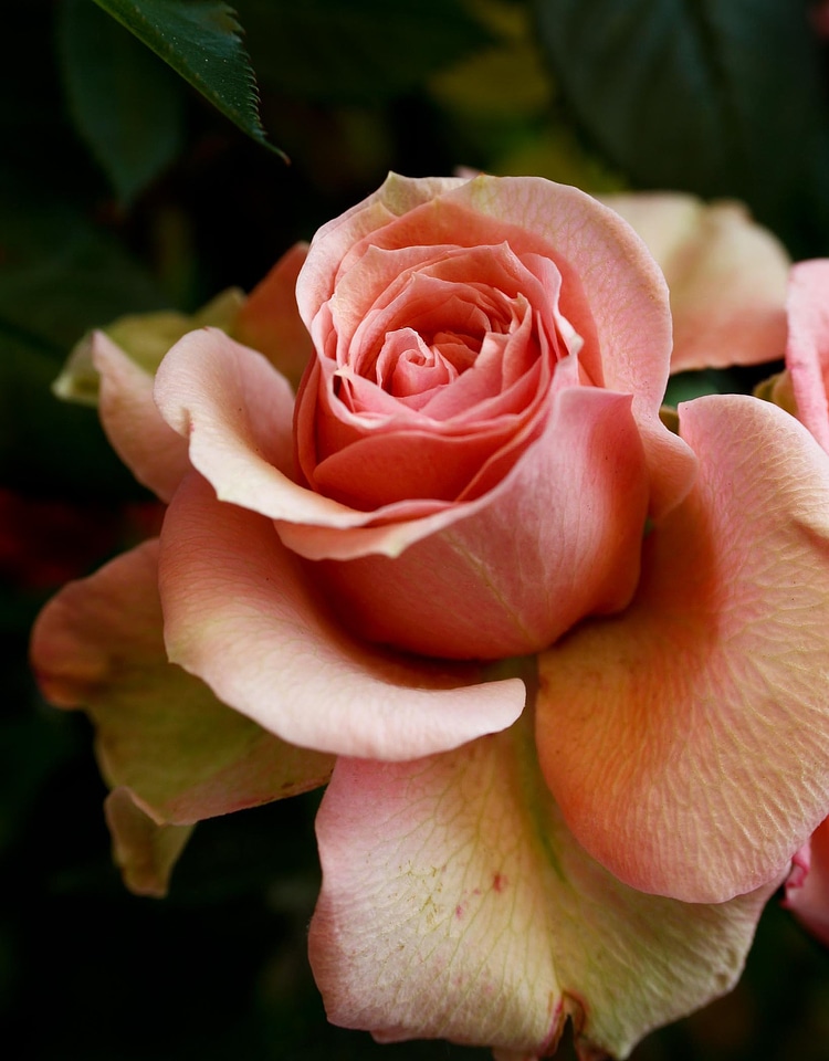 Blossom bloom fragrance