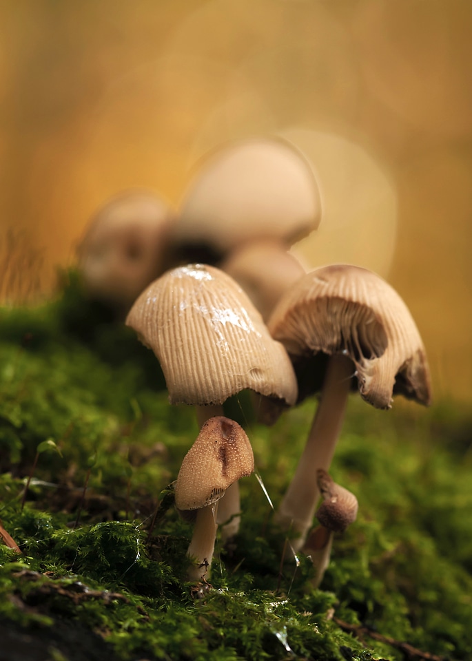 Nature autumn mica comatus
