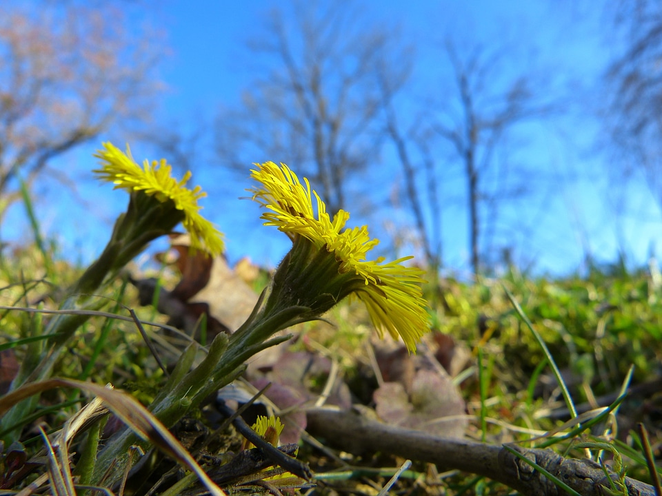 Bloom yellow tussilago photo