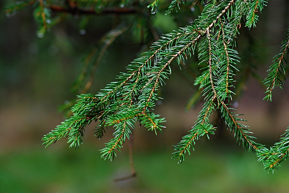 Spruce green nature