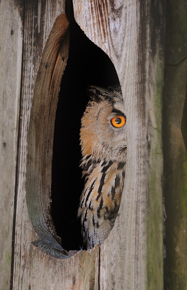 Bird wildlife predator