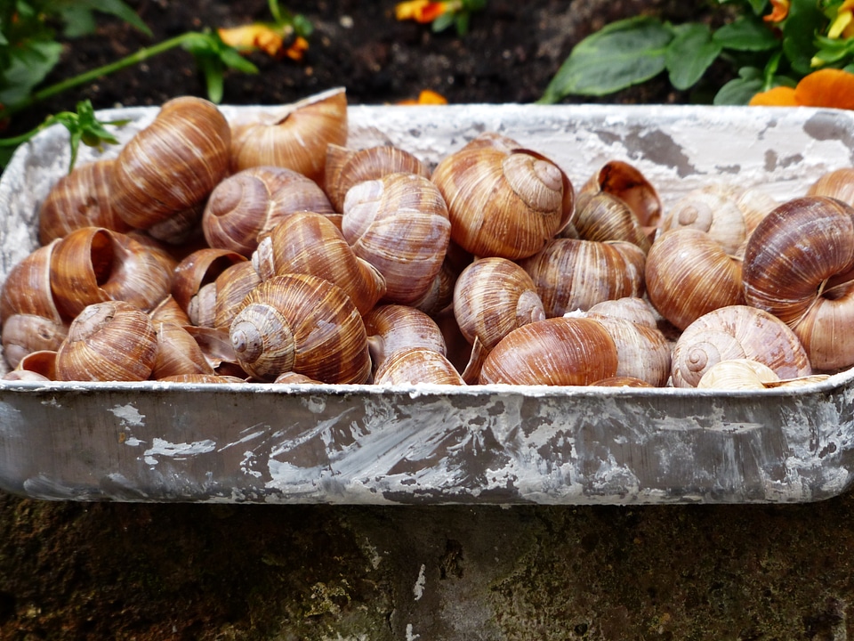 Shells helix pomatia land snail