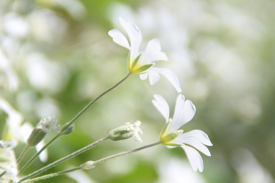 White spring fresh