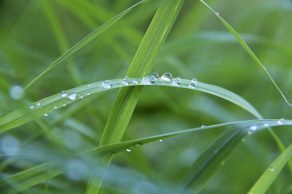 Grass drop of water green