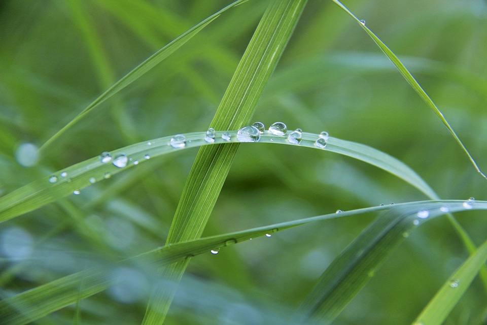 Grass drop of water green photo