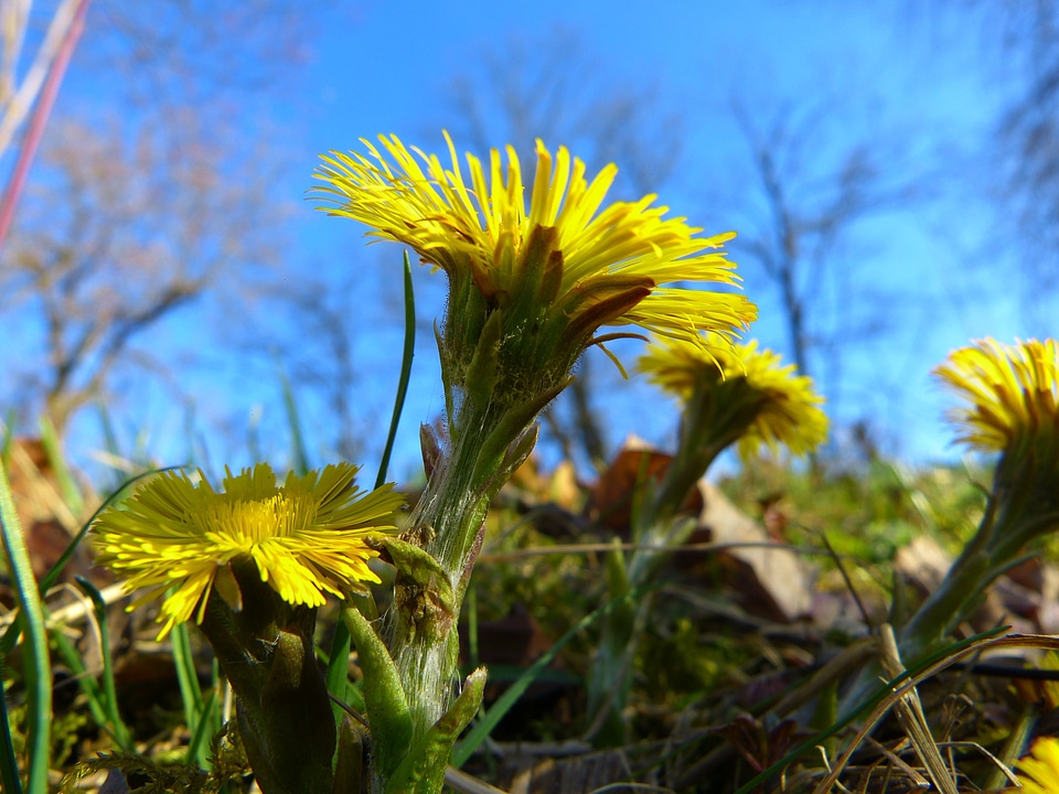 Bloom yellow tussilago photo