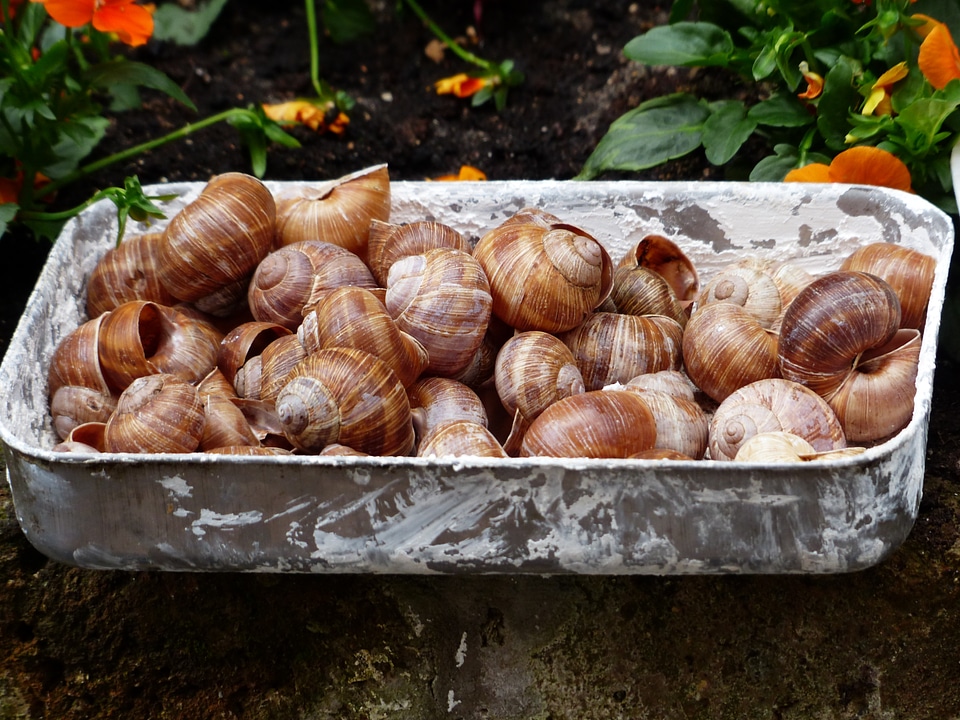 Shells helix pomatia land snail