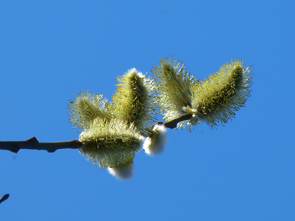 Kitten pollen palm kitten