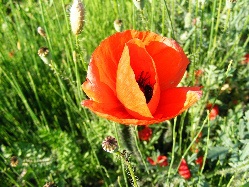 Red poppy plant
