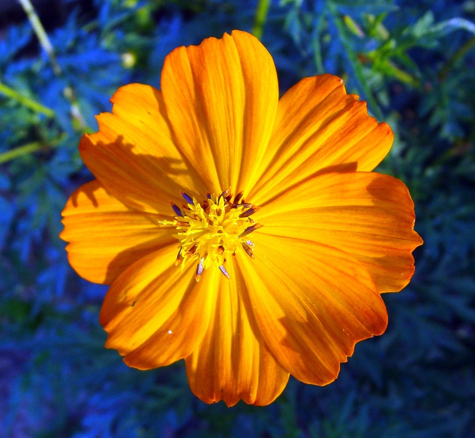 Macro karnataka india