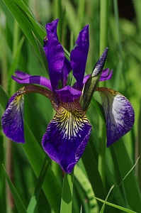 Violet lily iris photo
