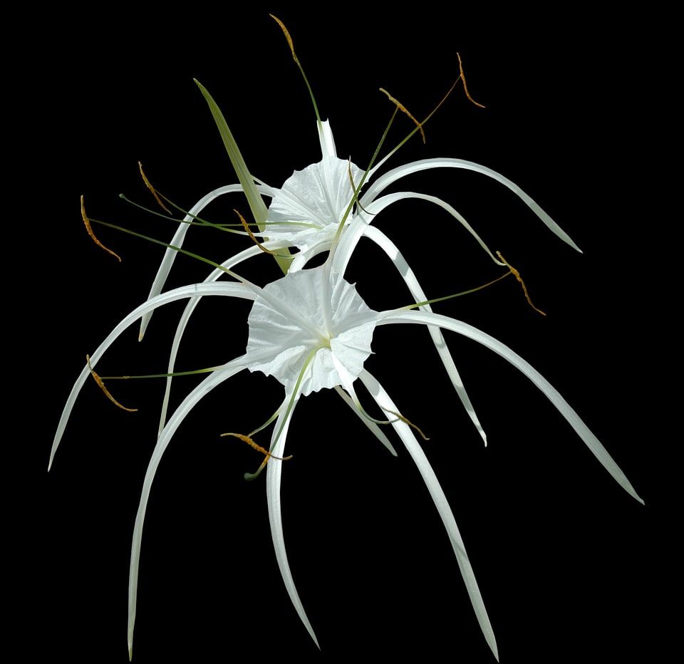 Flower white isolated