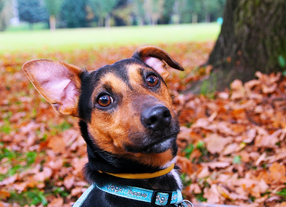 Dog collar ear sitting photo