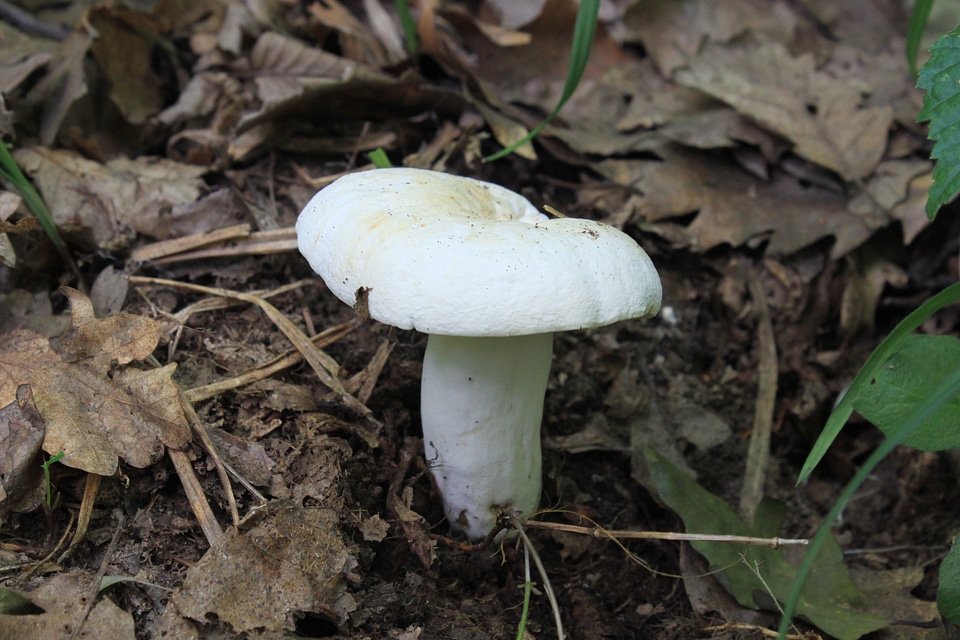 Fungi growth growing