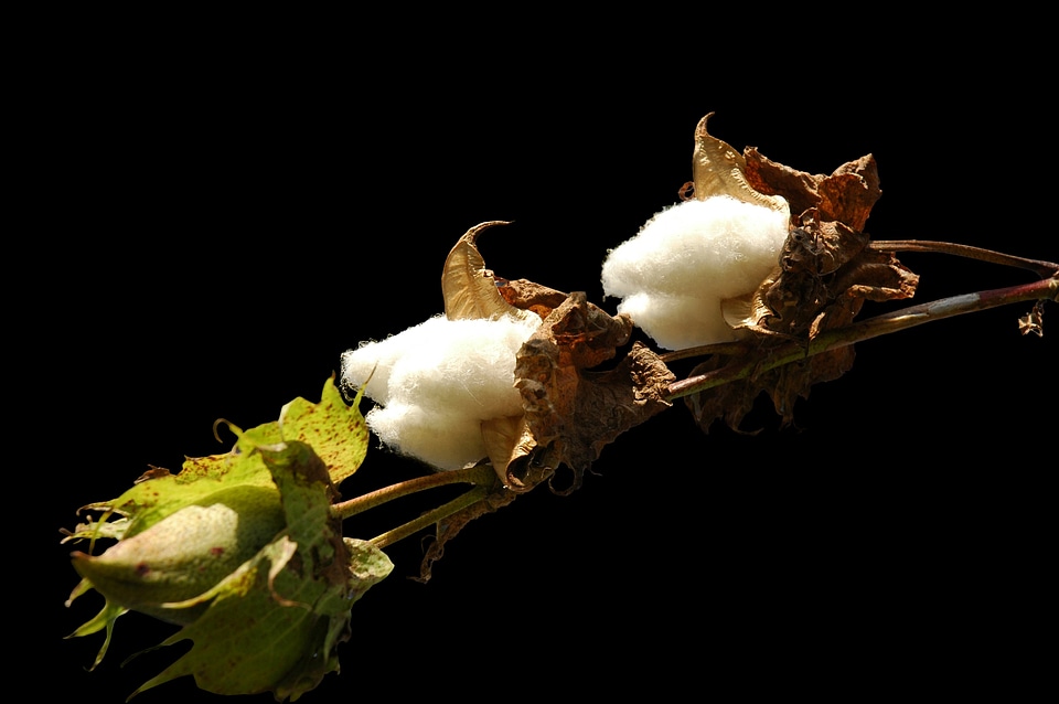 Bush plant isolated