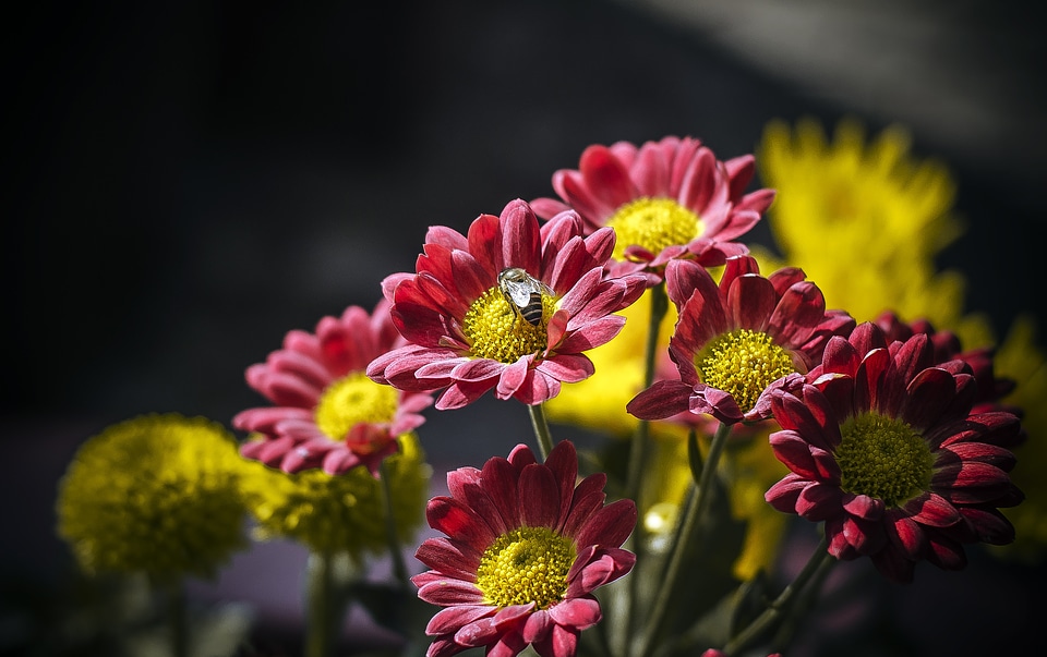 Yellow nature spring