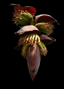 Banana flower small bananas shrub