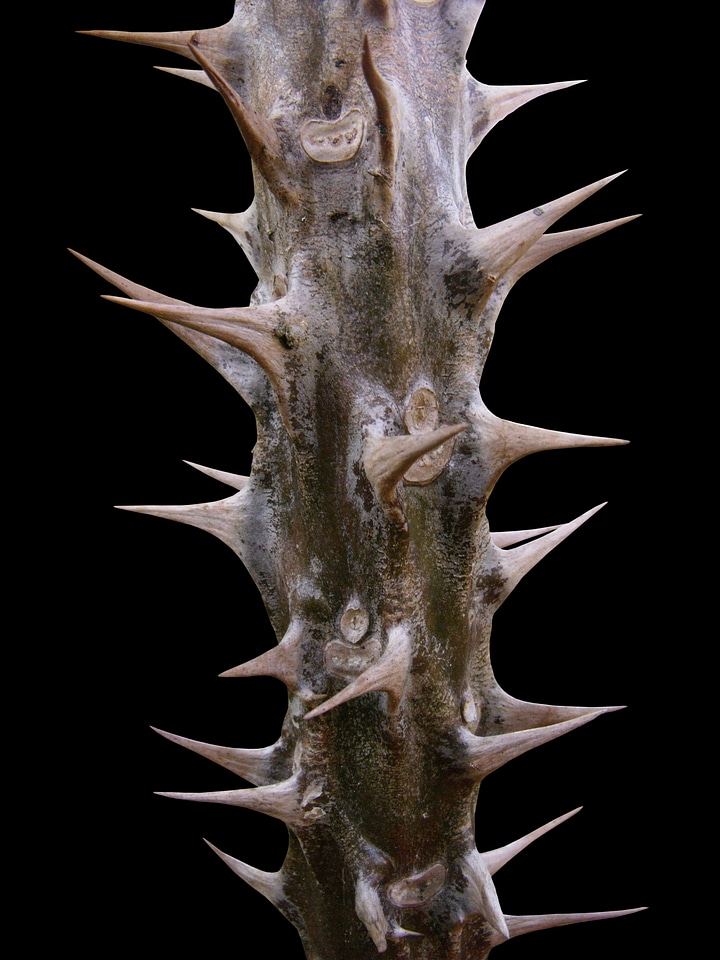 Thorns spur isolated