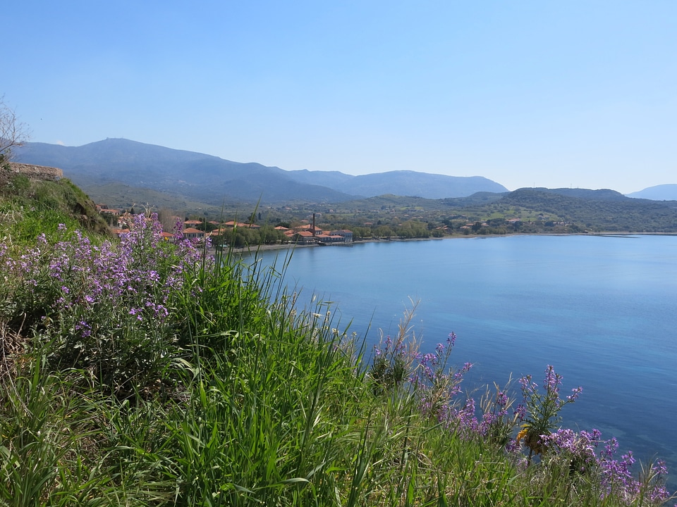 Wild flowers bay mountains