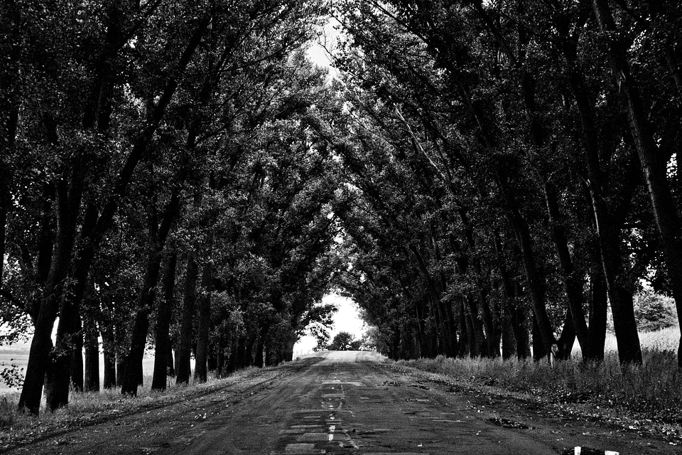 Avenue trees road