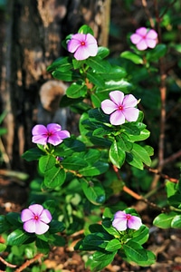 Periwinkle plant garden