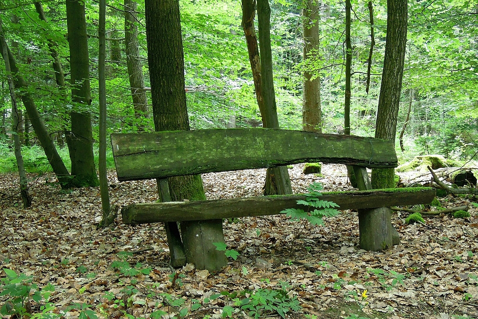 Wooden bench bank seat forest