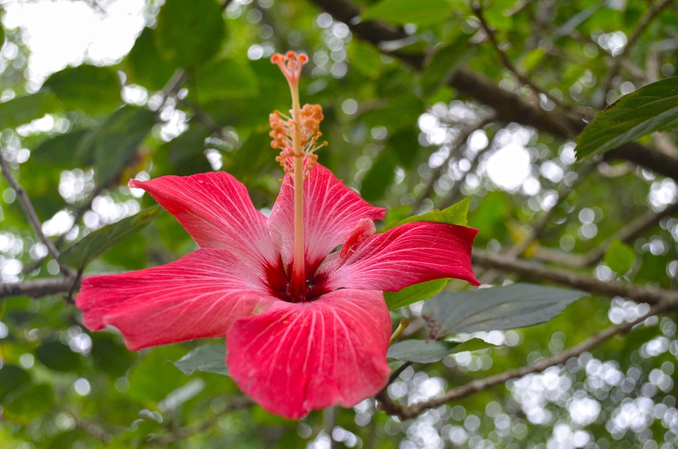 Plant natural blossom