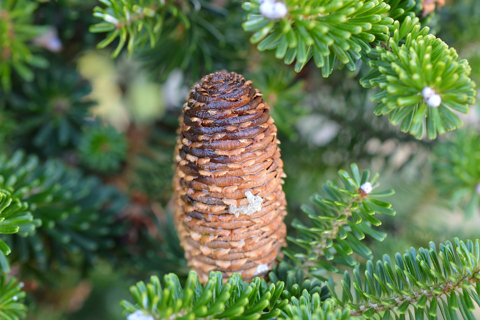 Pine needles needle branch branches photo