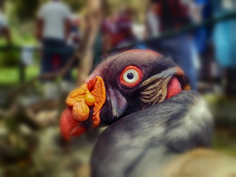 Zoo macro close-up