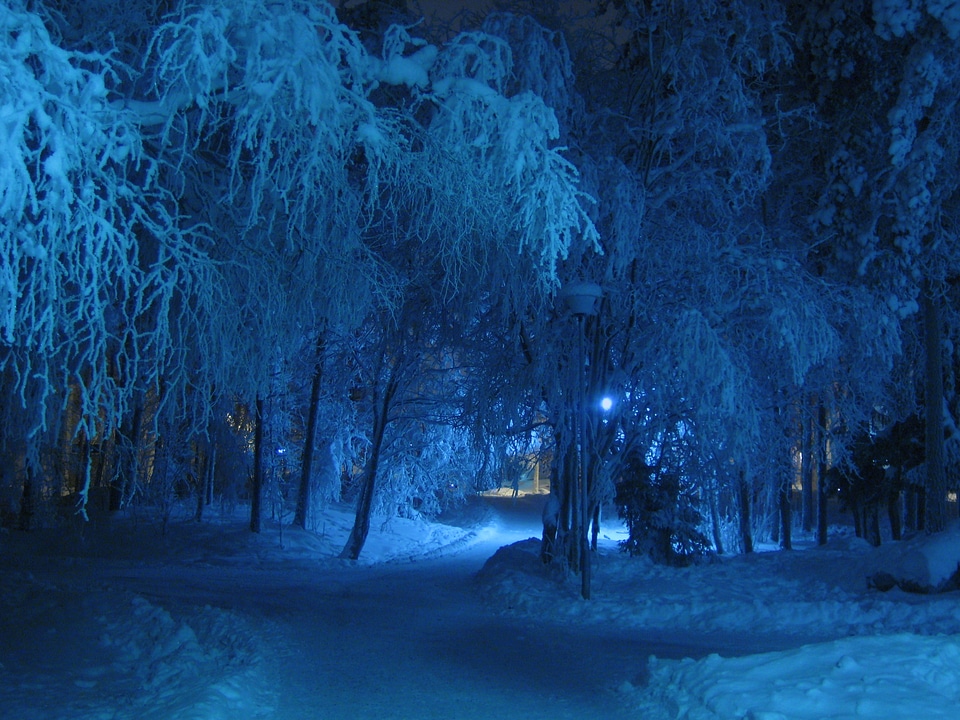 Shade trees snow covered