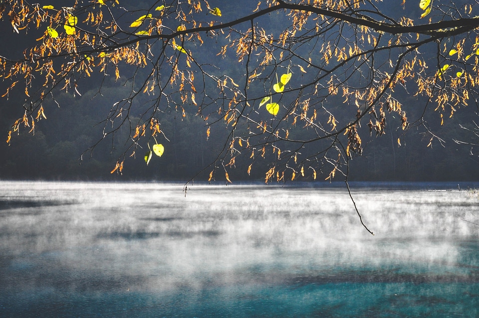 Steam cold branches
