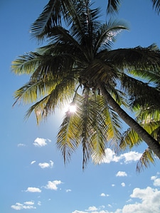Tree tropical sun