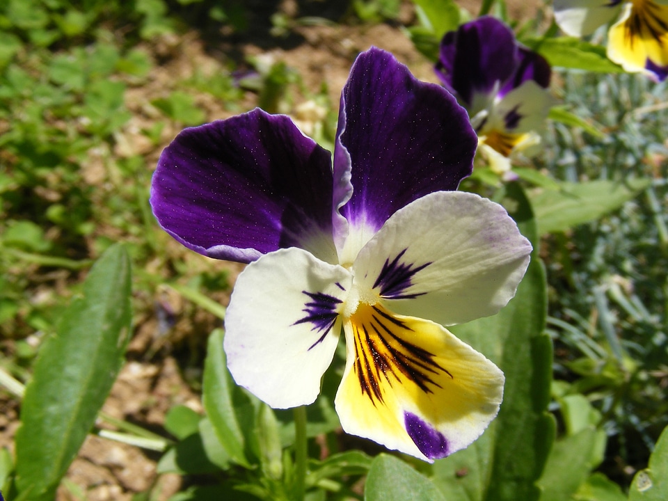 Blooms blooming purple