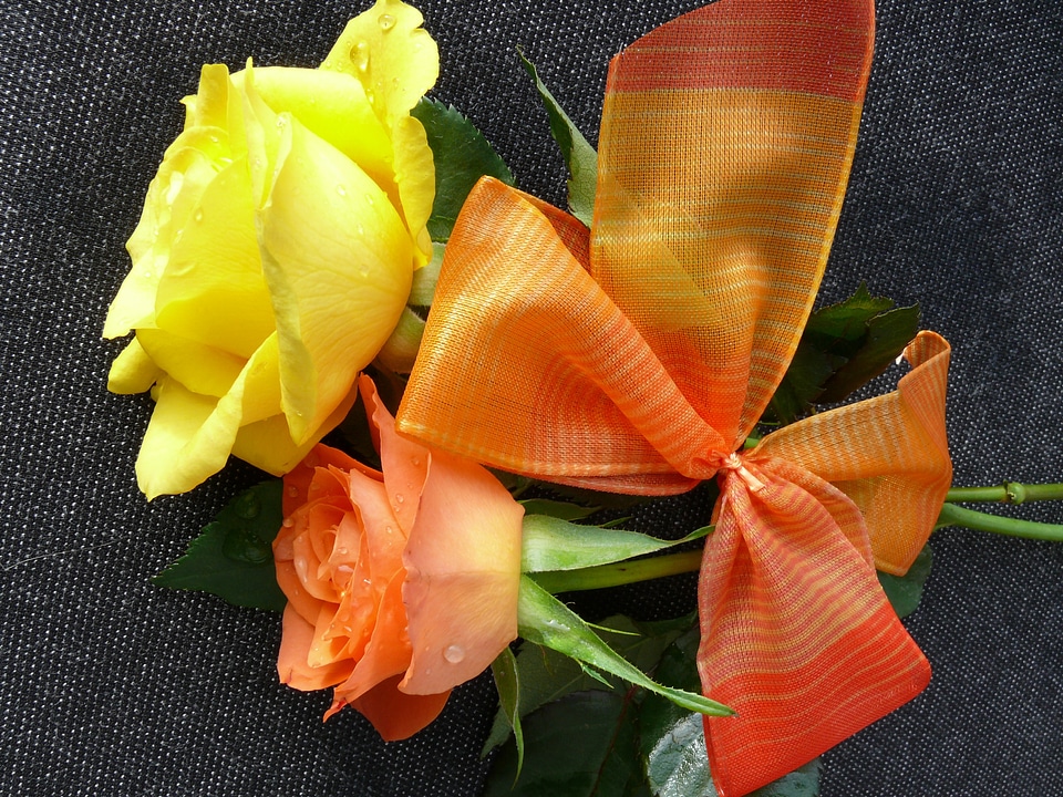 Bloom roses flowers