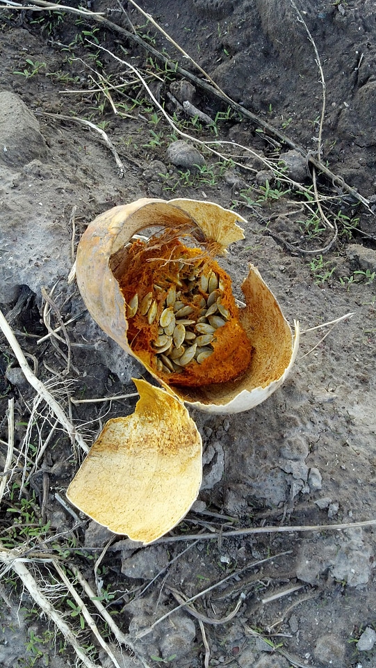 Orange seasonal harvest