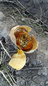 Orange seasonal harvest