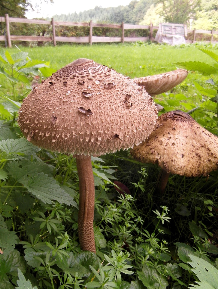 Mushroom forest autumn