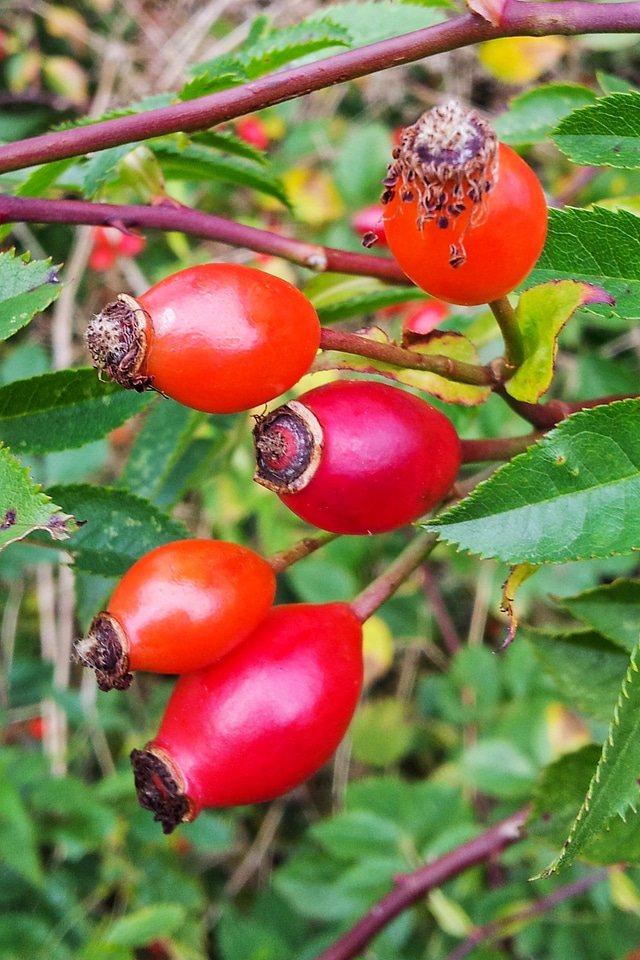 Rosa canina dog rose fall