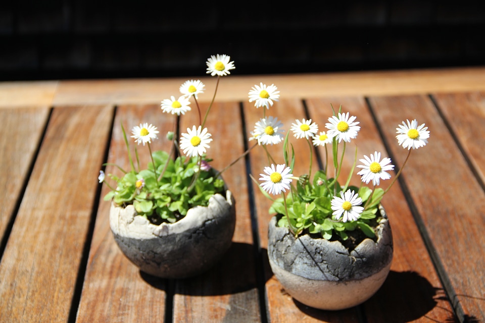 Nature blossom bloom