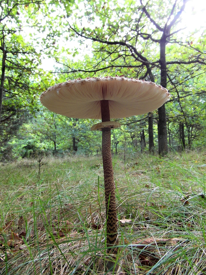 Mushroom forest autumn
