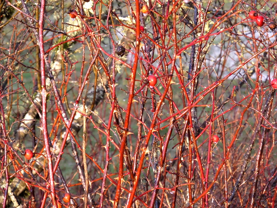 Red background ripe