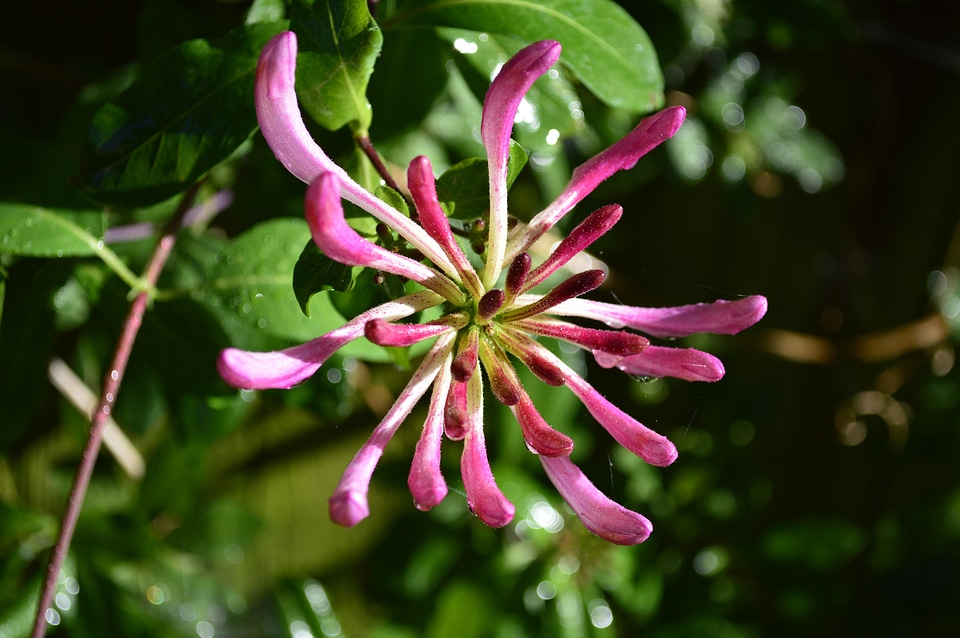 Plant leaf floral