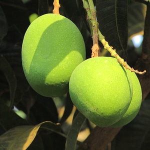 India fruit juicy photo