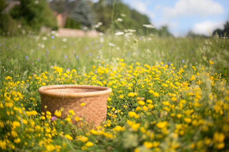 Summer flower field nature